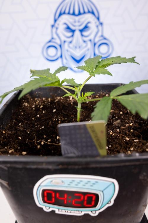 Chocolope 🍫 Auto - Zamnesia x B&B. Week 2 - Chocolope - Week 2/3 - VEG