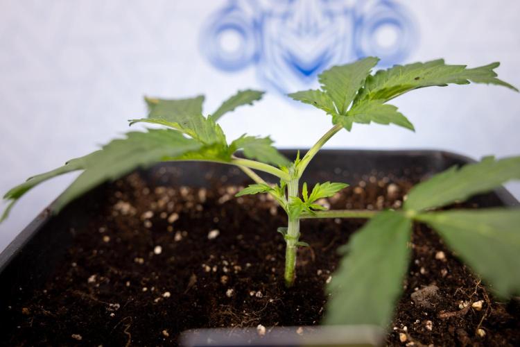 Chocolope 🍫 Auto - Zamnesia x B&B. Week 2 - Chocolope - Week 2/3 - VEG