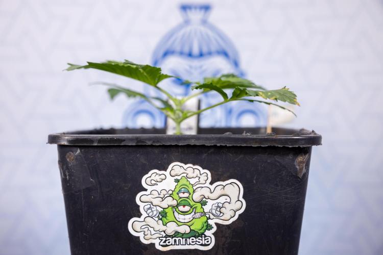 Chocolope 🍫 Auto - Zamnesia x B&B. Week 2 - Chocolope - Week 2/3 - VEG