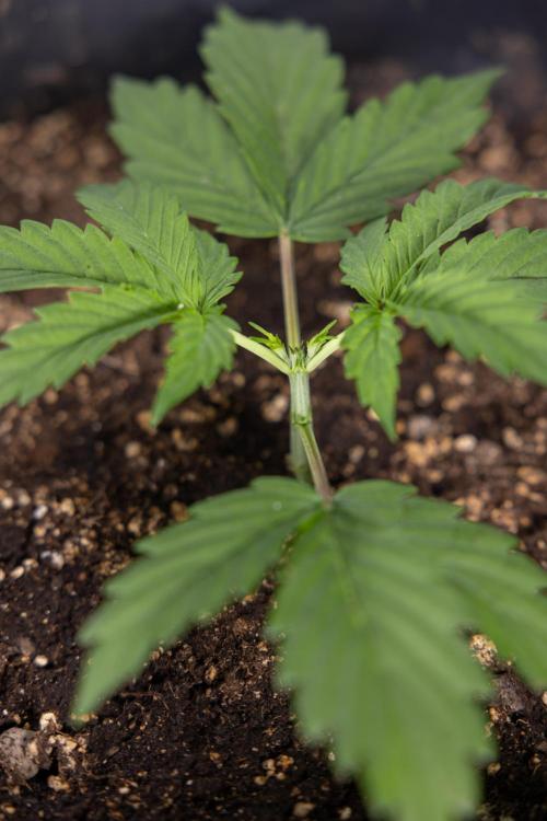 Mimosa 🌾 Auto - Zamnesia x B&B. Week 2 - Mimosa Autoflower - Week 2/3