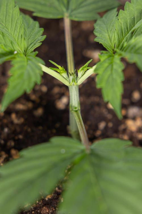 Mimosa 🌾 Auto - Zamnesia x B&B. Week 2 - Mimosa Autoflower - Week 2/3