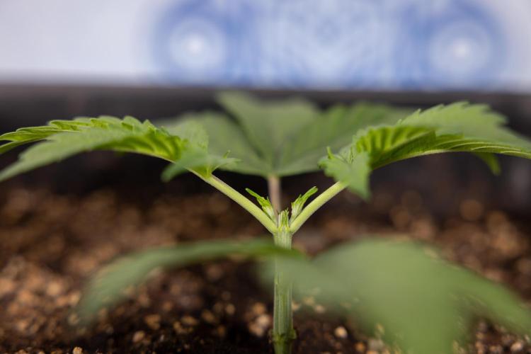 Mimosa 🌾 Auto - Zamnesia x B&B. Week 2 - Mimosa Autoflower - Week 2/3
