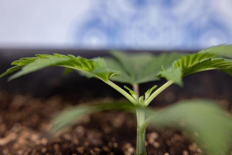 Mimosa 🌾 Auto - Zamnesia x B&B. Week 2 - Mimosa Autoflower - Week 2/3
