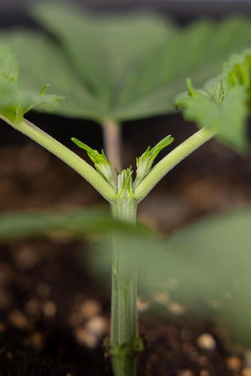 Mimosa 🌾 Auto - Zamnesia x B&B. Week 2 - Mimosa Autoflower - Week 2/3
