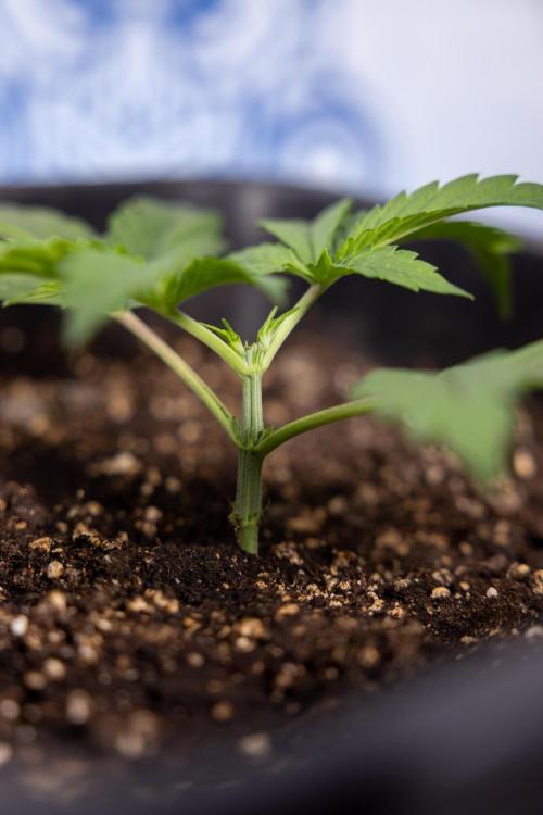 Mimosa 🌾 Auto - Zamnesia x B&B. Week 2 - Mimosa Autoflower - Week 2/3