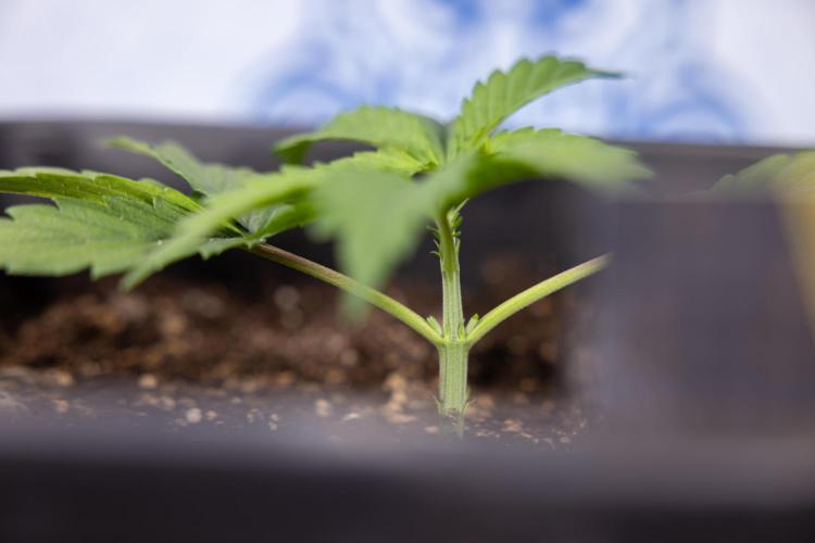 Mimosa 🌾 Auto - Zamnesia x B&B. Week 2 - Mimosa Autoflower - Week 2/3