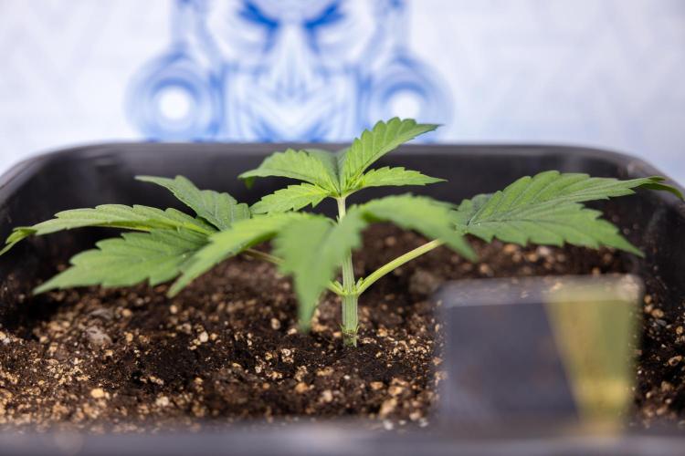 Mimosa 🌾 Auto - Zamnesia x B&B. Week 2 - Mimosa Autoflower - Week 2/3
