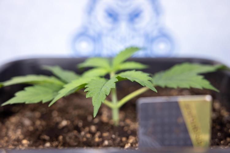Mimosa 🌾 Auto - Zamnesia x B&B. Week 2 - Mimosa Autoflower - Week 2/3