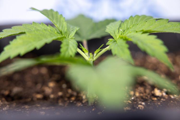Mimosa 🌾 Auto - Zamnesia x B&B. Week 2 - Mimosa Autoflower - Week 2/3