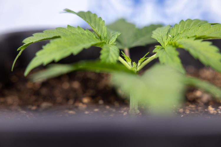 Mimosa 🌾 Auto - Zamnesia x B&B. Week 2 - Mimosa Autoflower - Week 2/3