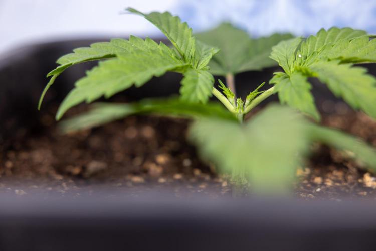 Mimosa 🌾 Auto - Zamnesia x B&B. Week 2 - Mimosa Autoflower - Week 2/3