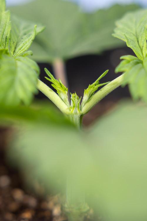 Mimosa 🌾 Auto - Zamnesia x B&B. Week 2 - Mimosa Autoflower - Week 2/3
