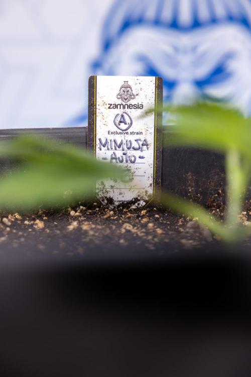 Mimosa 🌾 Auto - Zamnesia x B&B. Week 2 - Mimosa Autoflower - Week 2/3