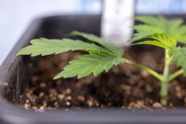 Mimosa 🌾 Auto - Zamnesia x B&B. Week 2 - Mimosa Autoflower - Week 2/3