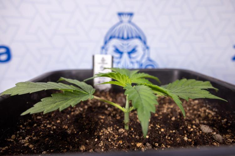 Mimosa 🌾 Auto - Zamnesia x B&B. Week 2 - Mimosa Autoflower - Week 2/3