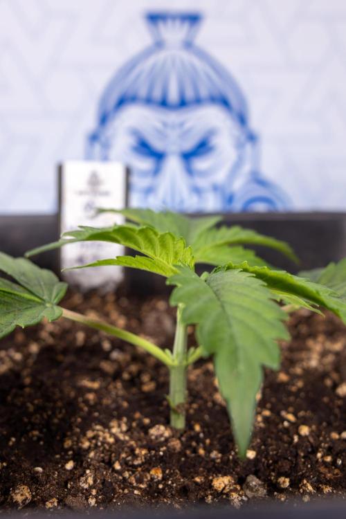 Mimosa 🌾 Auto - Zamnesia x B&B. Week 2 - Mimosa Autoflower - Week 2/3