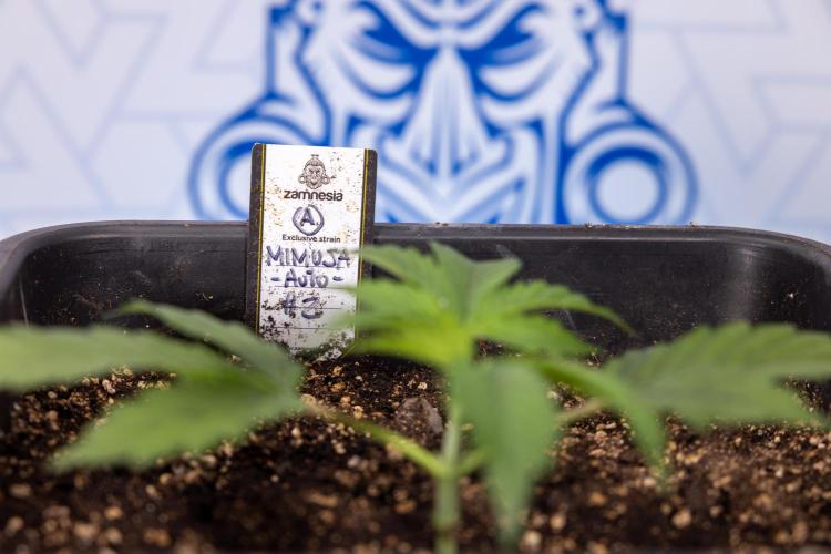 Mimosa 🌾 Auto - Zamnesia x B&B. Week 2 - Mimosa Autoflower - Week 2/3