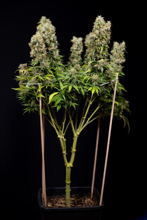 Sticky Broccoli - Zamnesia x B&B. Week 15 - Sticky Broccoli - Harvest Day - Week 12 Bloom