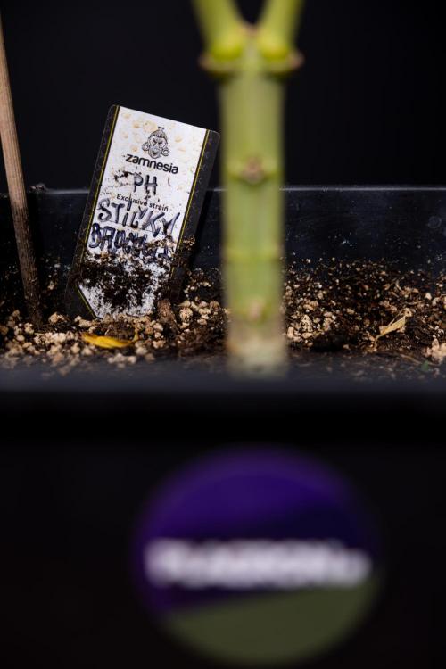 Sticky Broccoli - Zamnesia x B&B. Week 15 - Sticky Broccoli - Harvest Day - Week 12 Bloom