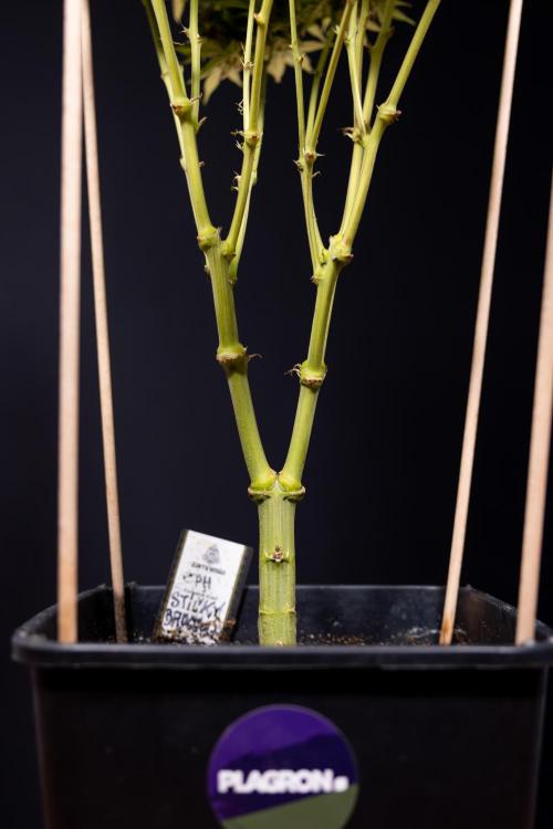 Sticky Broccoli - Zamnesia x B&B. Week 15 - Sticky Broccoli - Harvest Day - Week 12 Bloom