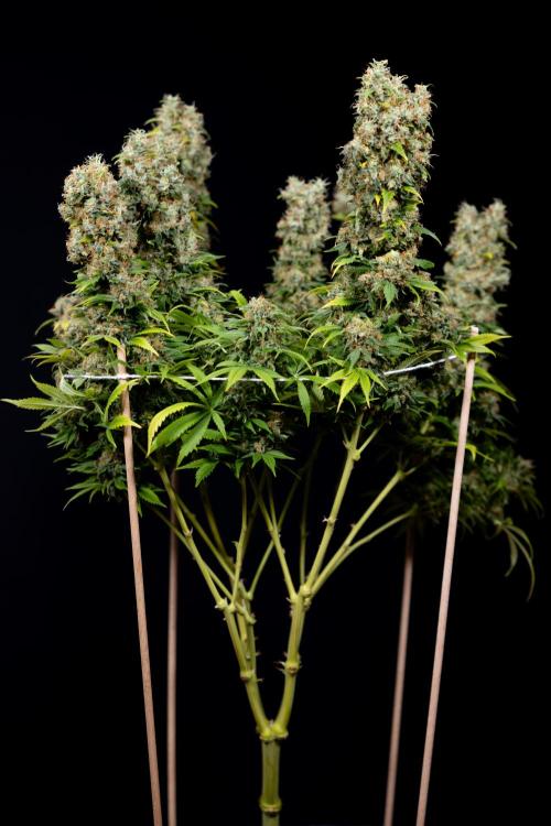 Sticky Broccoli - Zamnesia x B&B. Week 15 - Sticky Broccoli - Harvest Day - Week 12 Bloom