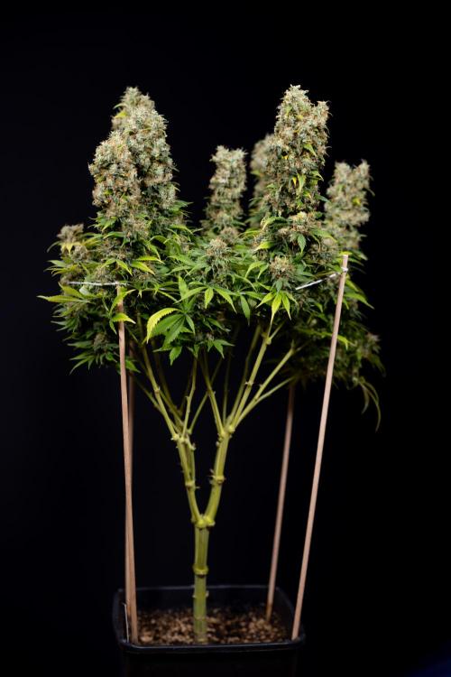 Sticky Broccoli - Zamnesia x B&B. Week 15 - Sticky Broccoli - Harvest Day - Week 12 Bloom