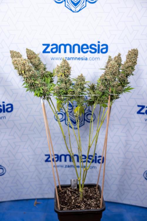 Permanent Marker - Zamnesia x B&B. Week 13 - Permanent Marker - Harvest Day - Week 12