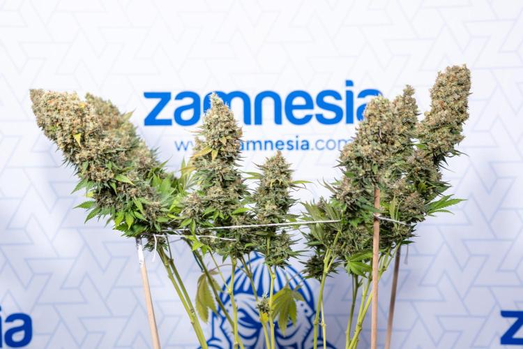Permanent Marker - Zamnesia x B&B. Week 13 - Permanent Marker - Harvest Day - Week 12