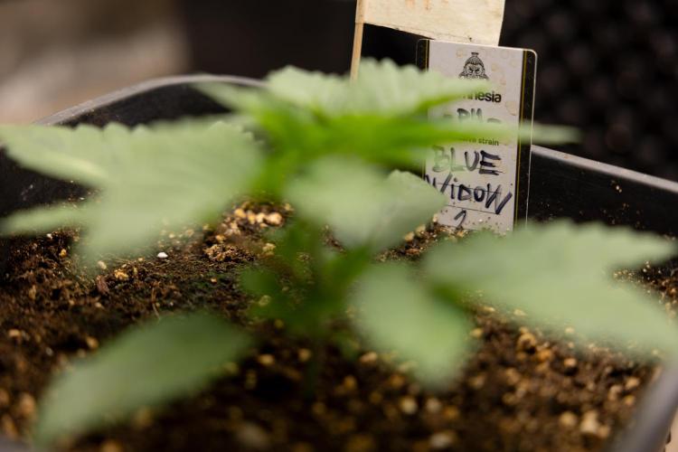 Blue Widow 🕷️  - Zamnesia x B&B. Week 2 - Blue Widow - Veg - week 2/3