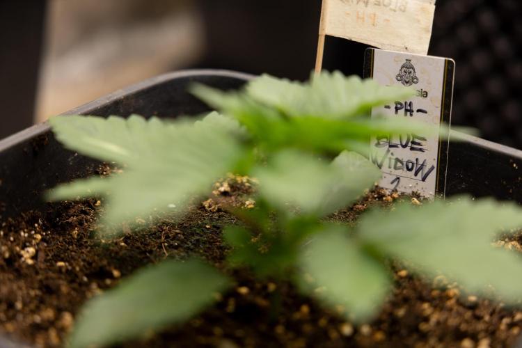 Blue Widow 🕷️  - Zamnesia x B&B. Week 2 - Blue Widow - Veg - week 2/3