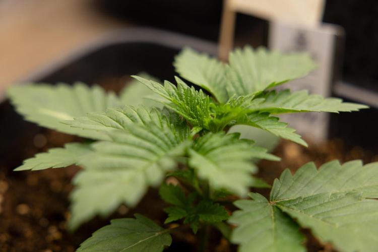 Blue Widow 🕷️  - Zamnesia x B&B. Week 2 - Blue Widow - Veg - week 2/3