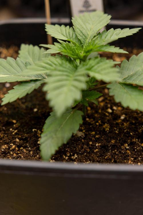 Blue Widow 🕷️  - Zamnesia x B&B. Week 2 - Blue Widow - Veg - week 2/3
