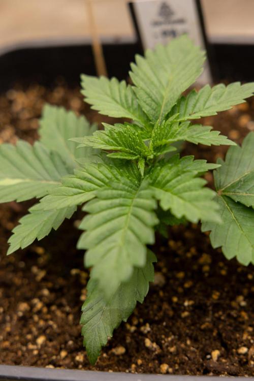 Blue Widow 🕷️  - Zamnesia x B&B. Week 2 - Blue Widow - Veg - week 2/3