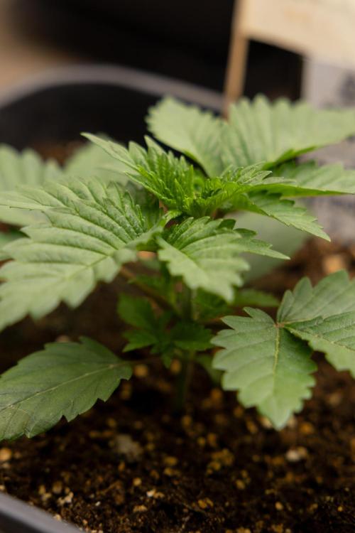 Blue Widow 🕷️  - Zamnesia x B&B. Week 2 - Blue Widow - Veg - week 2/3