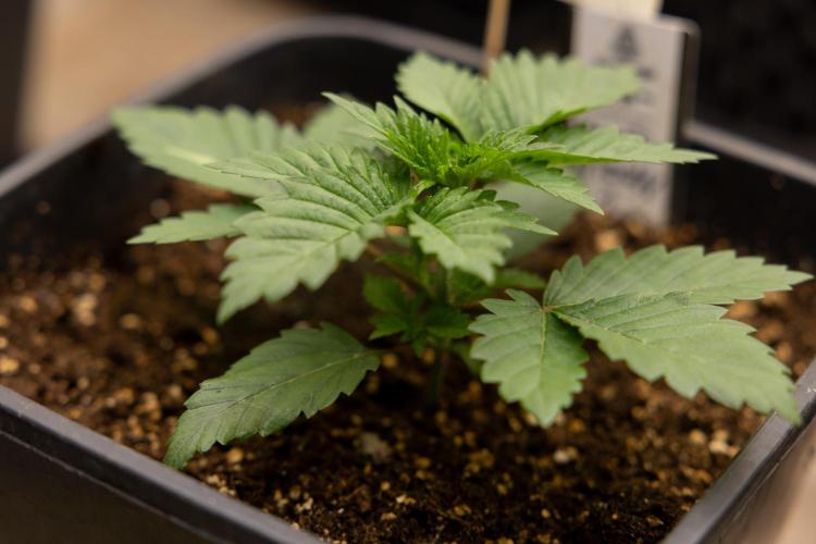Blue Widow 🕷️  - Zamnesia x B&B. Week 2 - Blue Widow - Veg - week 2/3