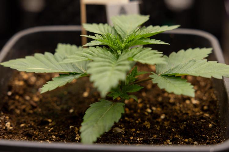 Blue Widow 🕷️  - Zamnesia x B&B. Week 2 - Blue Widow - Veg - week 2/3