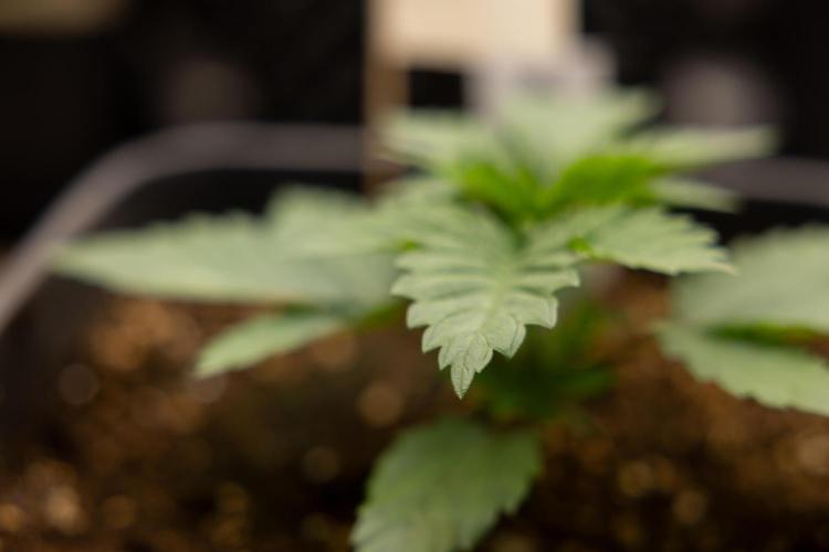 Blue Widow 🕷️  - Zamnesia x B&B. Week 2 - Blue Widow - Veg - week 2/3