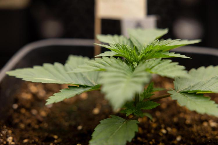Blue Widow 🕷️  - Zamnesia x B&B. Week 2 - Blue Widow - Veg - week 2/3