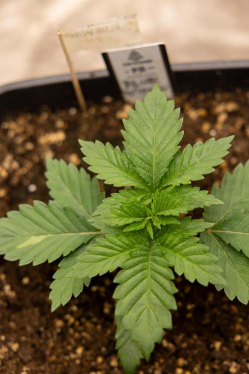 Blue Widow 🕷️  - Zamnesia x B&B. Week 2 - Blue Widow - Veg - week 2/3
