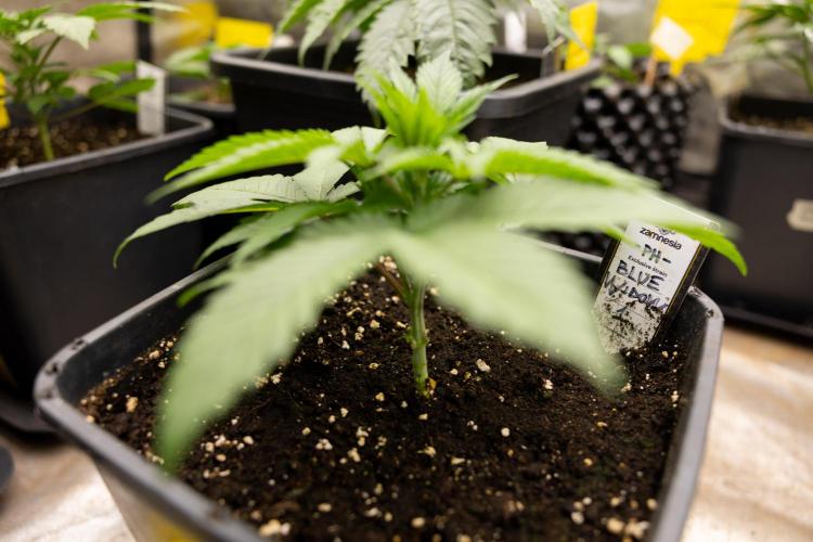 Blue Widow 🕷️  - Zamnesia x B&B. Week 2 - Blue Widow - Veg - week 2/3