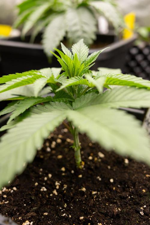 Blue Widow 🕷️  - Zamnesia x B&B. Week 2 - Blue Widow - Veg - week 2/3