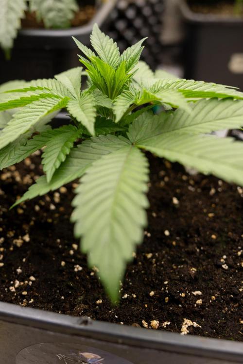 Blue Widow 🕷️  - Zamnesia x B&B. Week 2 - Blue Widow - Veg - week 2/3