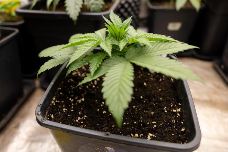 Blue Widow 🕷️  - Zamnesia x B&B. Week 2 - Blue Widow - Veg - week 2/3