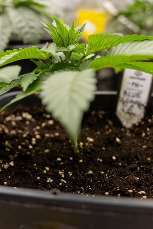 Blue Widow 🕷️  - Zamnesia x B&B. Week 2 - Blue Widow - Veg - week 2/3