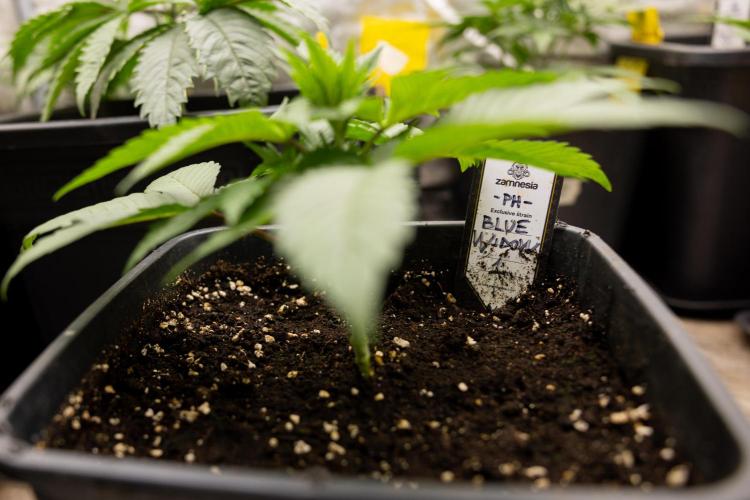 Blue Widow 🕷️  - Zamnesia x B&B. Week 2 - Blue Widow - Veg - week 2/3