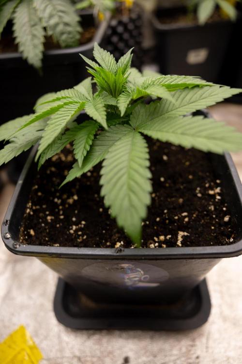 Blue Widow 🕷️  - Zamnesia x B&B. Week 2 - Blue Widow - Veg - week 2/3