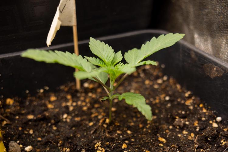 Blue Widow 🕷️  - Zamnesia x B&B. Week 2 - Blue Widow - Veg - week 2/3