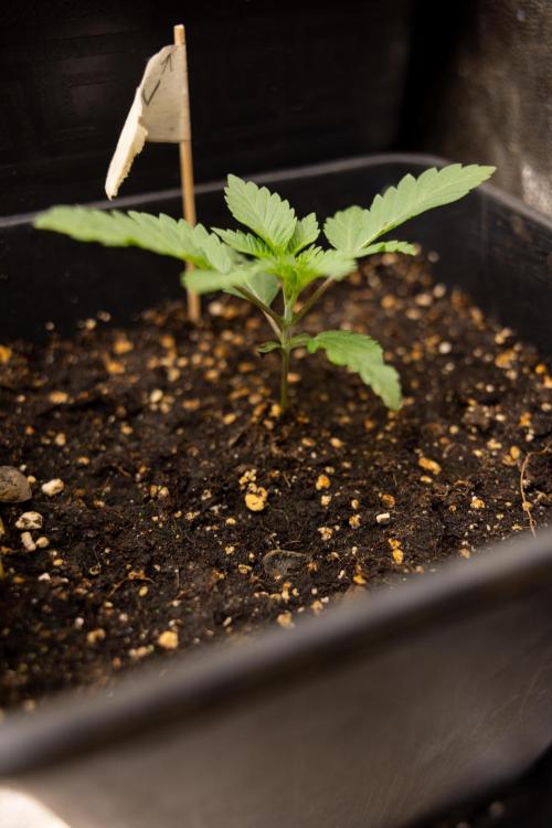Blue Widow 🕷️  - Zamnesia x B&B. Week 2 - Blue Widow - Veg - week 2/3