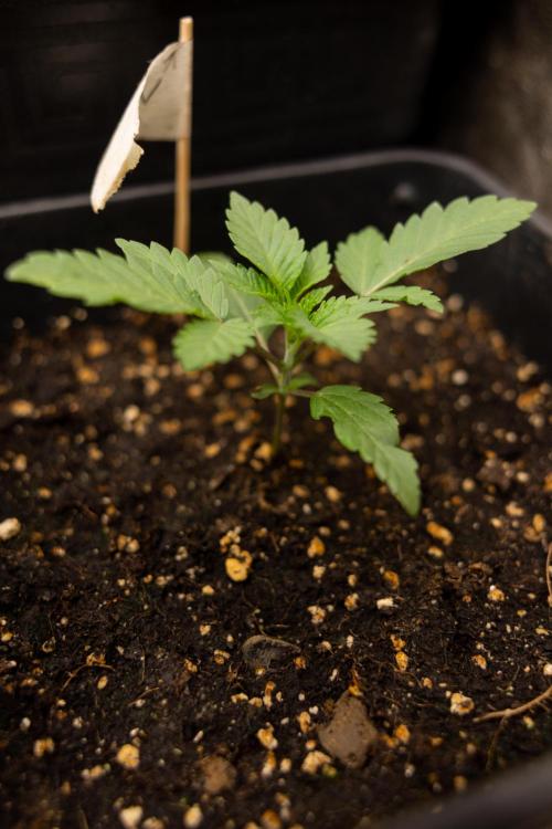 Blue Widow 🕷️  - Zamnesia x B&B. Week 2 - Blue Widow - Veg - week 2/3v