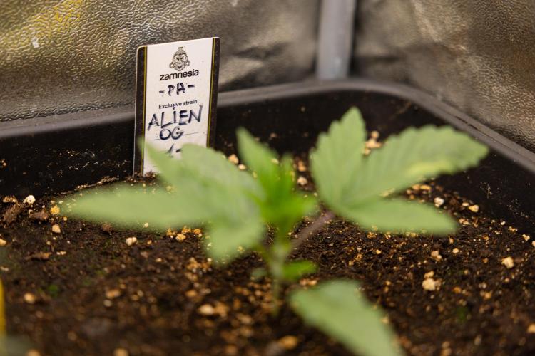 Alien OG 👽 - Zamnesia x B&B. Week 3 - Alien Og - Veg - Week 2/3